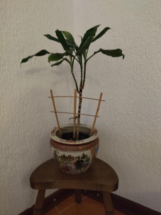 Apartment Klara バール エクステリア 写真
